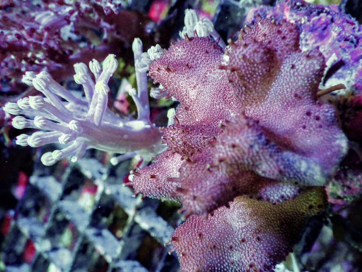 Combo Purple Cespitularia Devil's Hand Leather