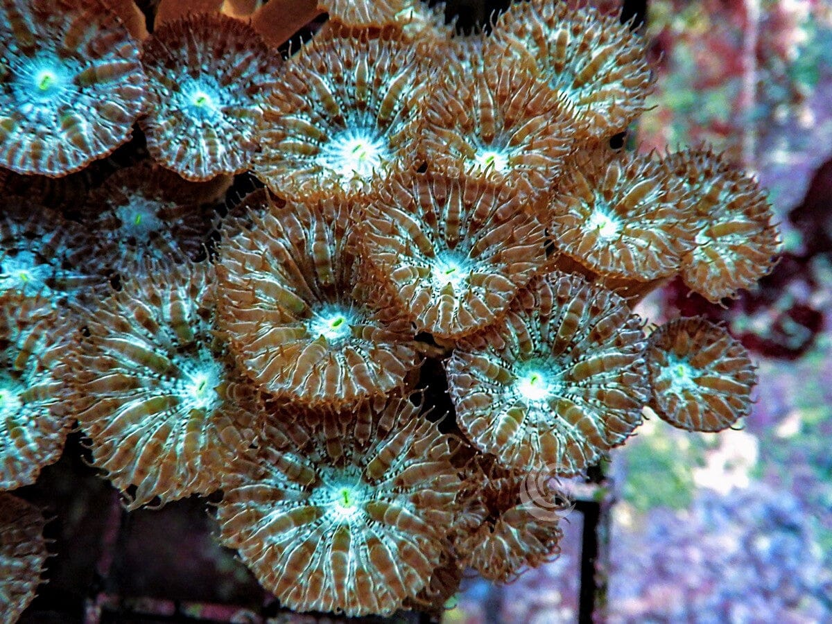 Neon Mint Blastomussa merletti