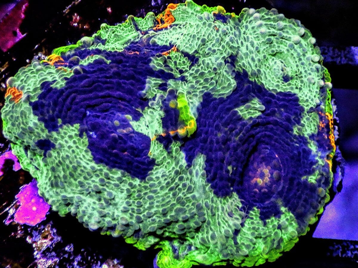 Patchwork Acan echinata