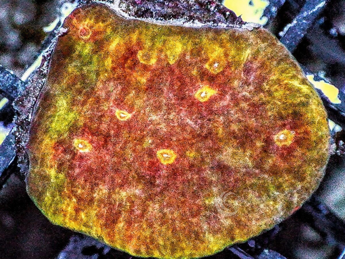 Melted Crayon Chalice