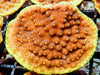 Yellow Scrolling Turbinaria