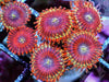 Gold Halo Zoanthids