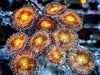 Gold Coins Zoanthids