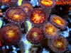 Gold Coins Zoanthids