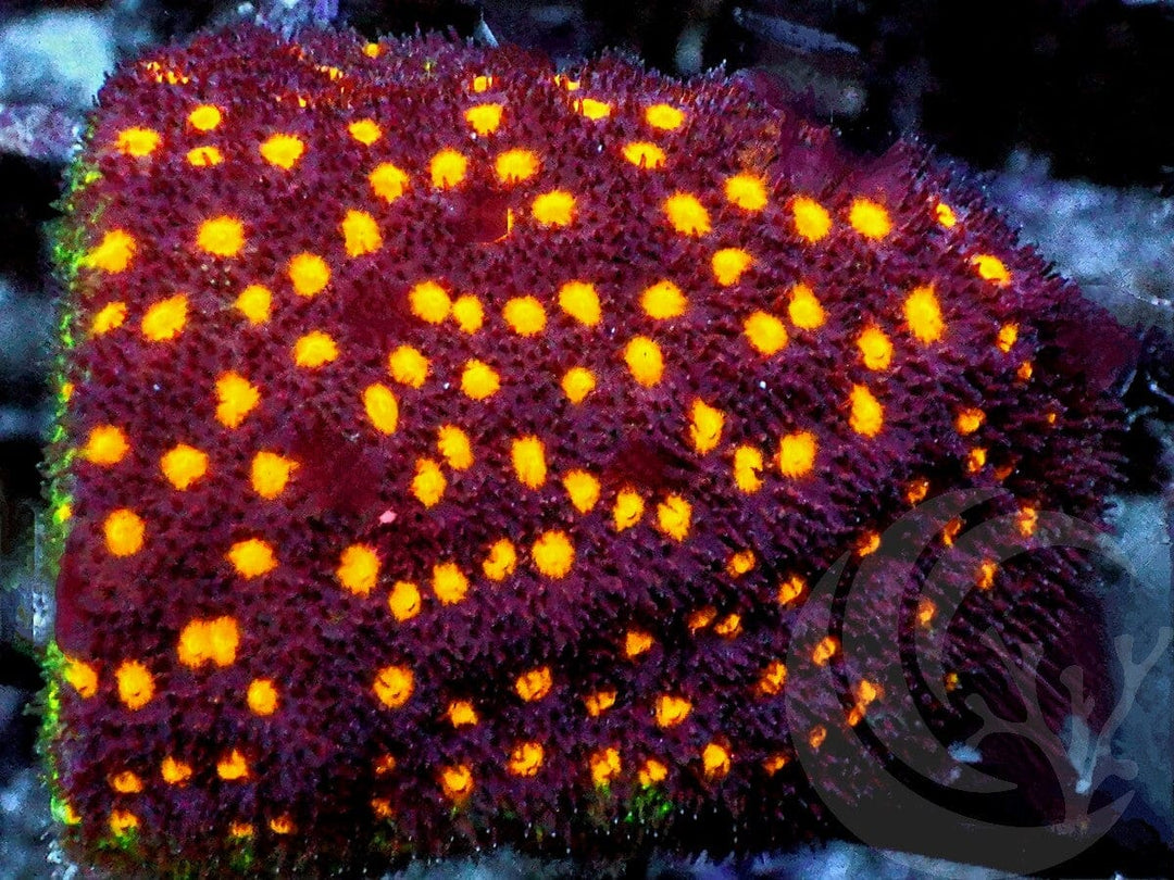 Yellow Fever Stylocoeniella