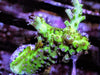 Purple Polyp Green Acropora