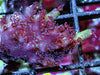 Red Table Acropora