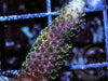 Dragonscale Acropora