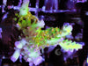 Yellow Polyp Acropora