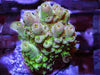 Blob Acropora