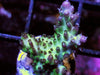 Purple tip Teal Acropora