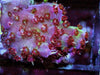 Red Polyp Table Acropora