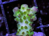 The Blob Acropora