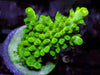 Bright Lime Acropora