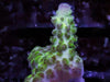 The Blob Acropora