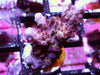 Red Polyp Table Acropora