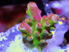 Red tip Acropora