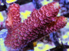 Red Acropora millepora