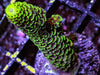 Lime Acropora millepora