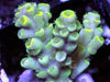 Lemon-Lime tip Acropora tenuis