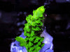 Bright Lime Acropora