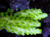 Bright Lime Acropora