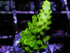 Bright Lime Acropora