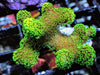 Neon Lime Polyp Stylophora