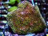 Dinosaur Egg Encrusting Montipora