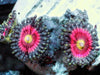 Hot Pink Zoanthids