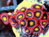 Ha'Apai Zoanthids