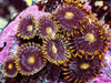 Krackling Zoanthids