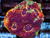 Haunted Halloween Acan echinata