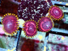 Super Pink Zoanthids