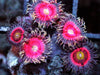 Super Pink Zoanthids