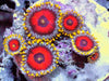 Eagle Eye Zoanthids