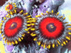 Eagle Eye Zoanthids