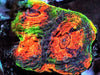 Haunted Halloween Acan echinata