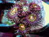 Green Ring Zoanthids