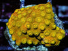 Golden Boy Cyphastrea