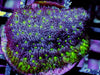 Green Polyp Leptastrea