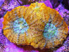 Tangerine Acan echinata