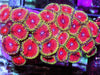 Golden Apple Zoanthids