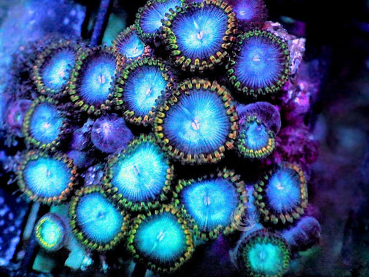 Ultra Blue Zoanthids
