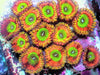 Toxic Corona Zoanthids