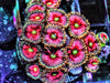 Ultra Rosie Pink Zoanthids