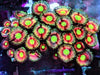 Green Goblin Zoanthids