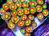 Green Goblin Zoanthids
