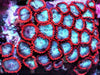 Ultra Fire and Ice Zoanthids