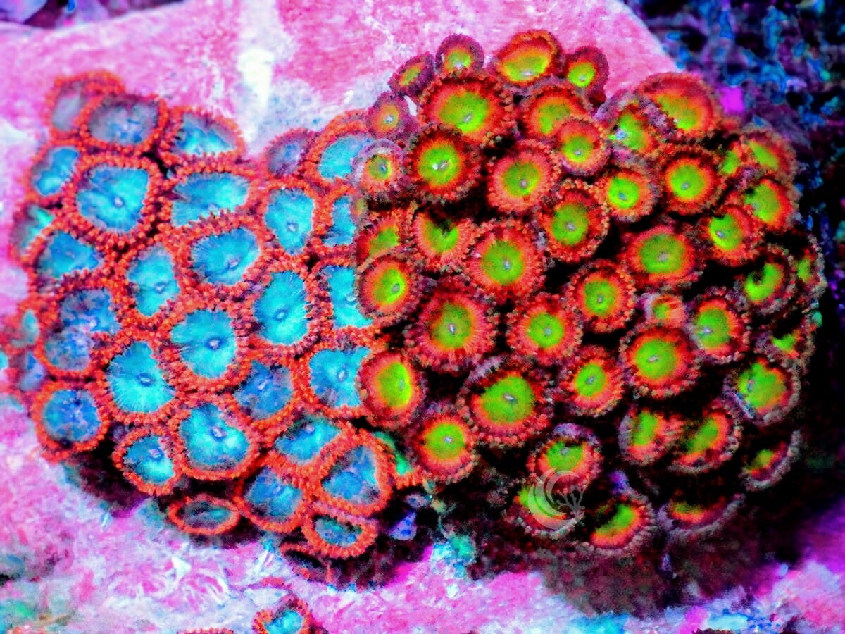 Ultra Zoanthid Combo